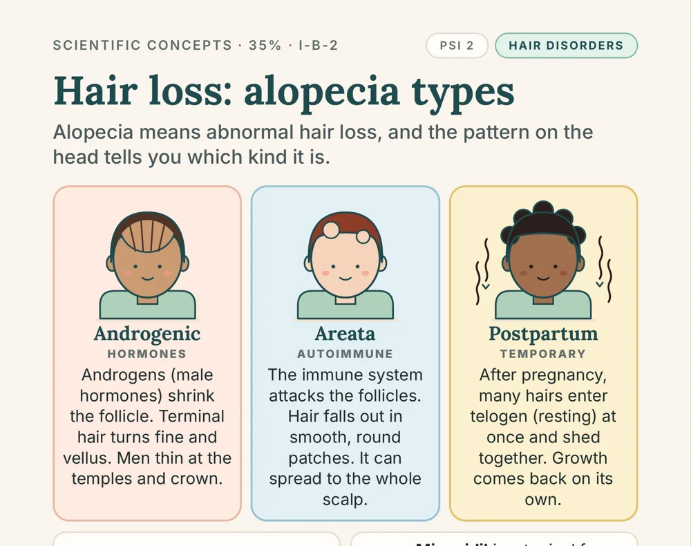 Book 1, page 31: Hair loss, the three alopecia types: androgenic, areata and postpartum